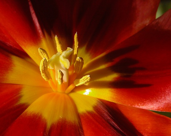 Feuertulpe