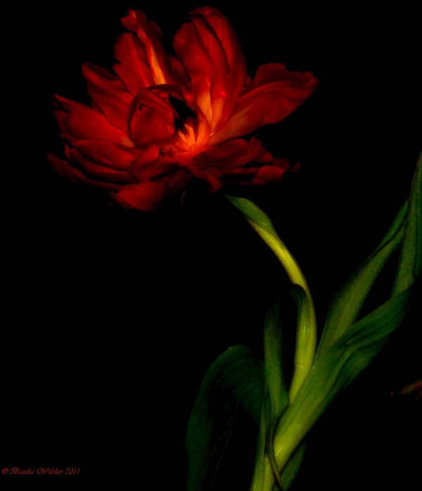 Feuertulpe