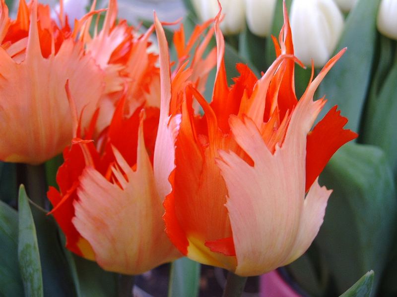 Feuertulpen