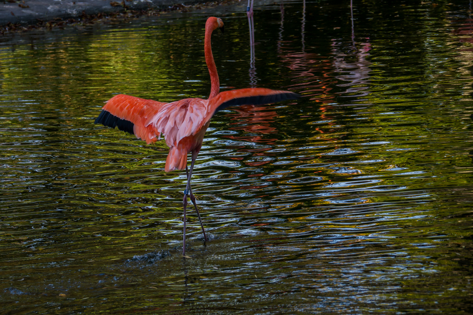 Feuervogel