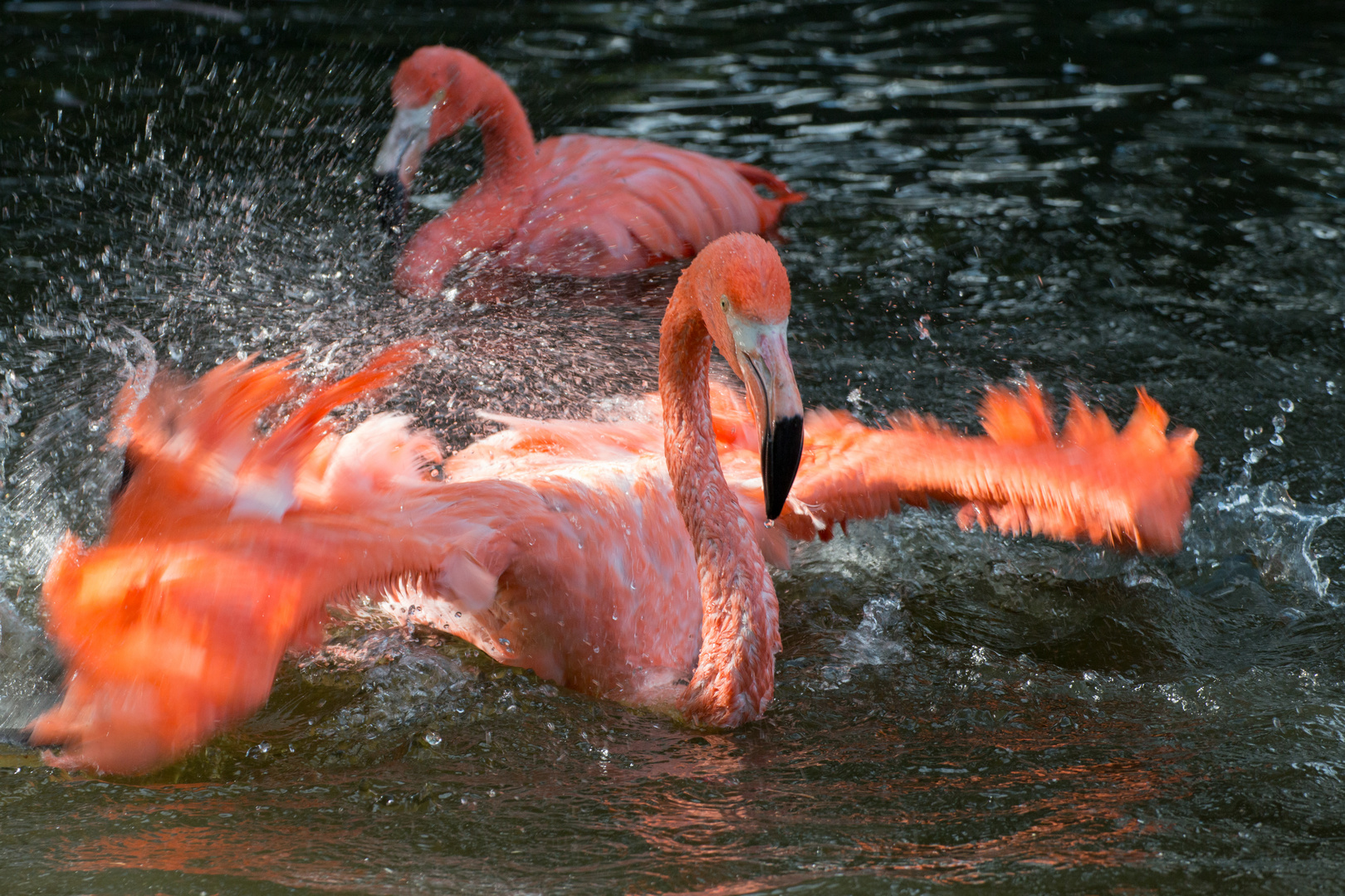 Feuervogel