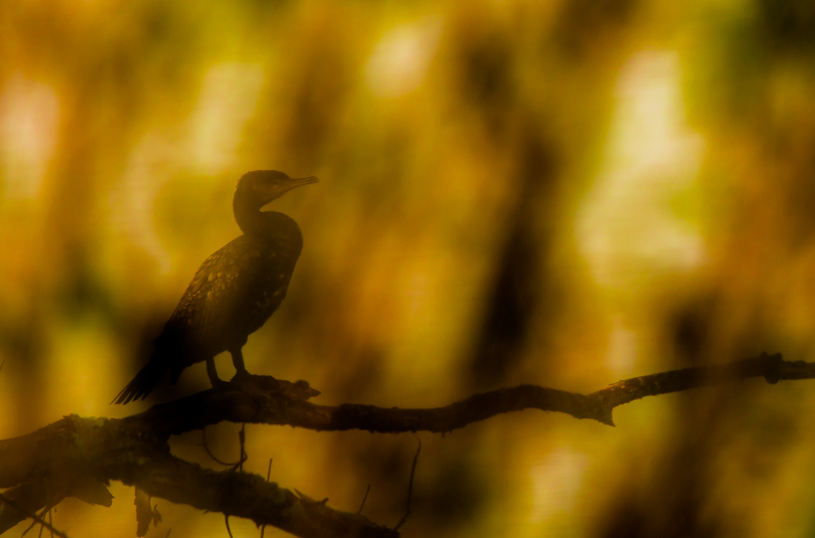 Feuervogel