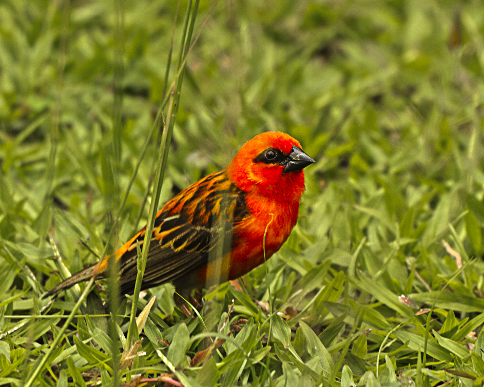 Feuervogel