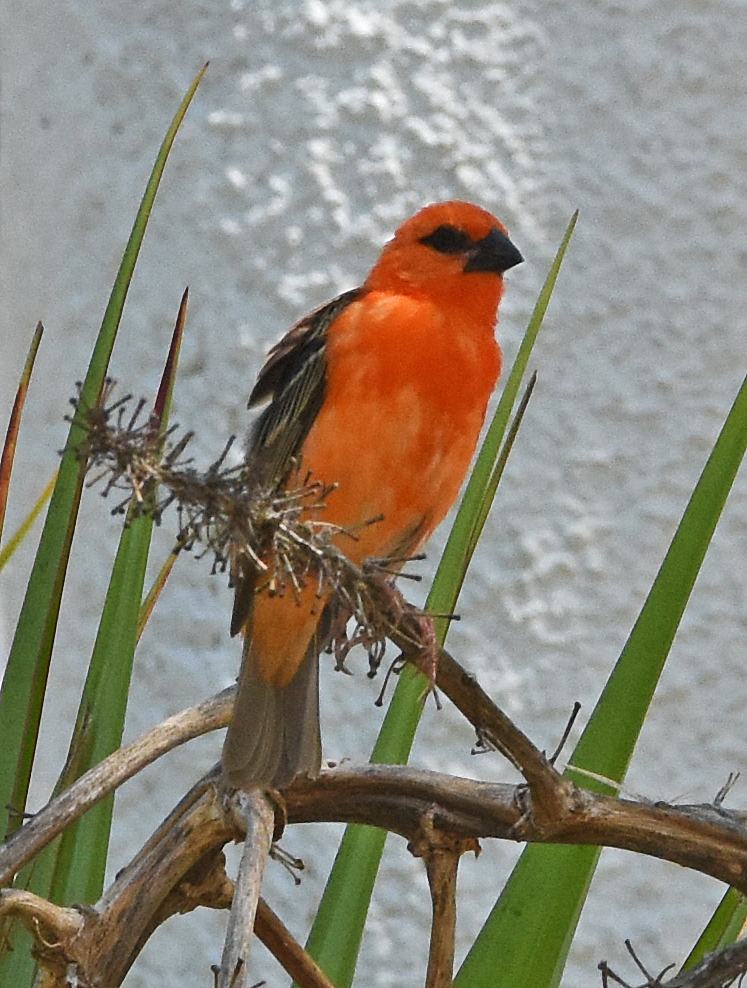 Feuervogel