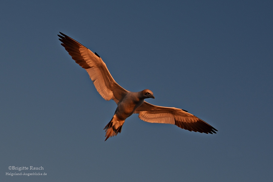 Feuervogel