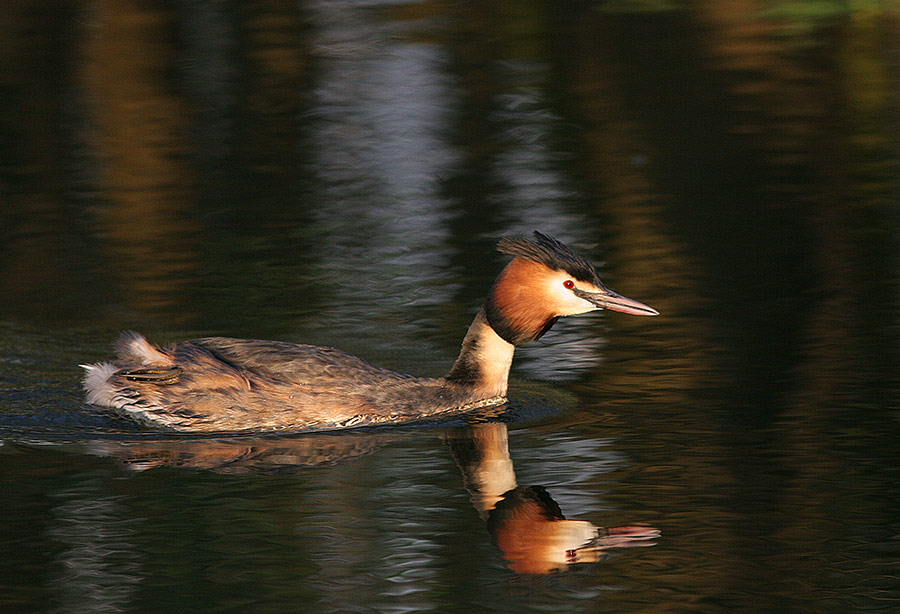 Feuervogel