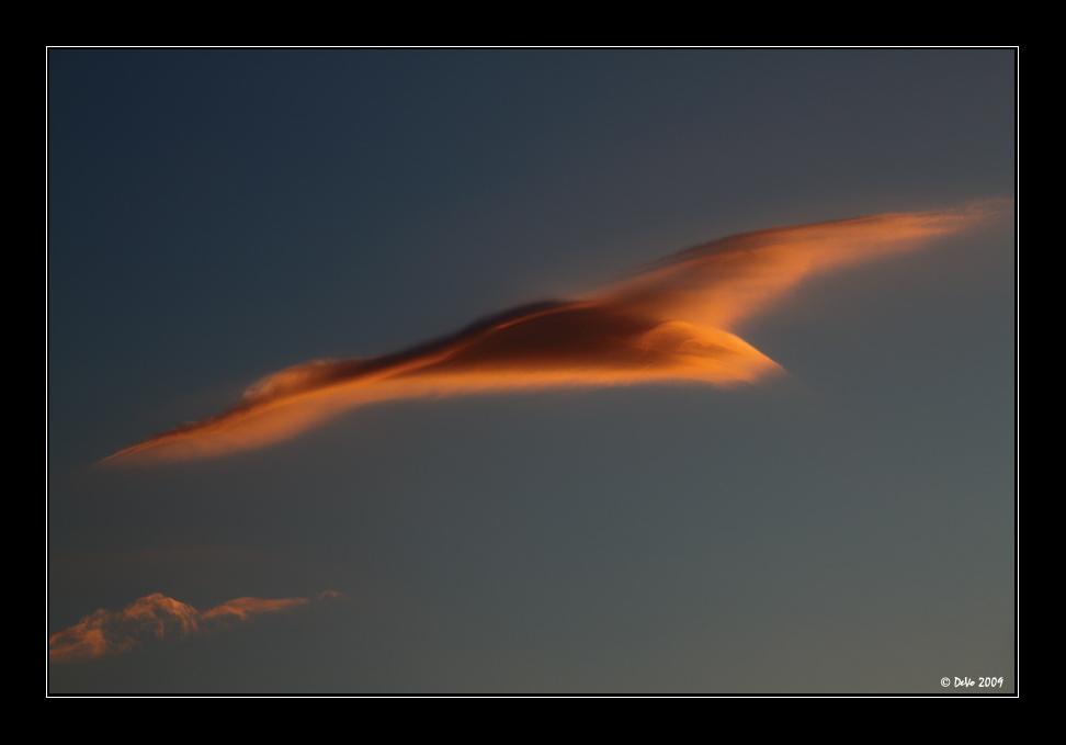 Feuervogel I Foto & Bild sommer, natur Bilder auf