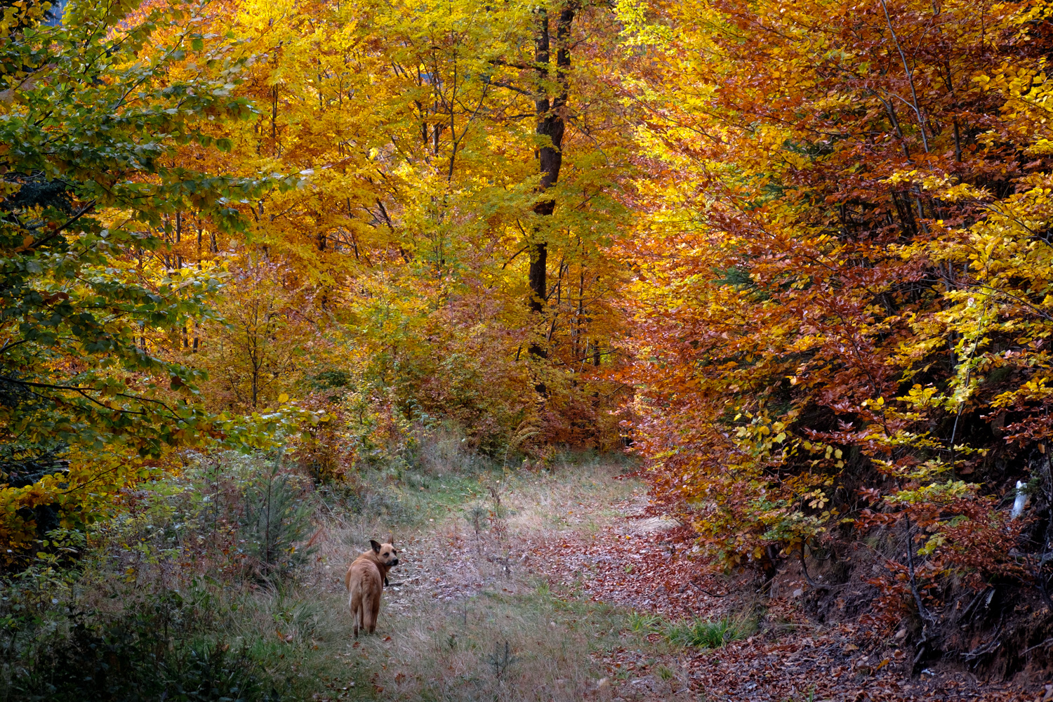 Feuerwald