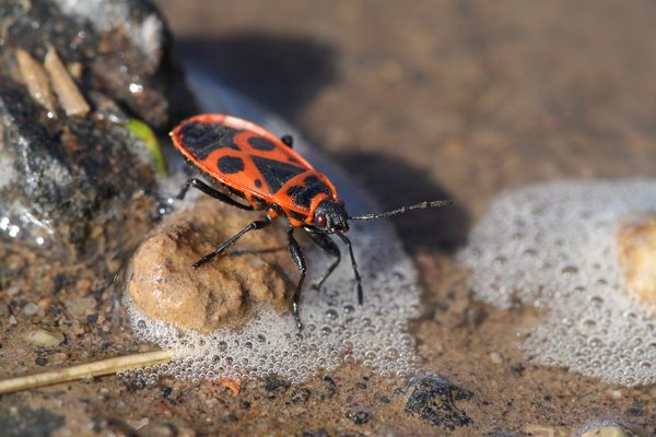 Feuerwanze an Pfütze