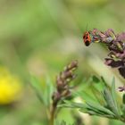 Feuerwanze auf Besuch