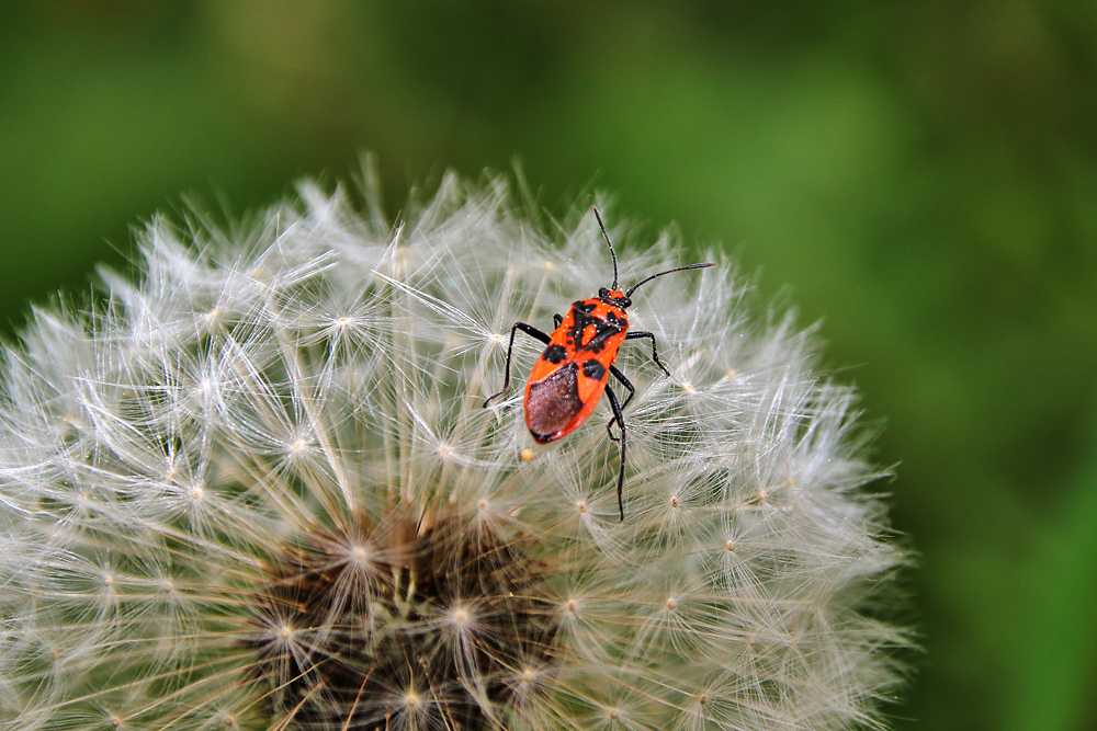 Feuerwanze auf der Pusteblume