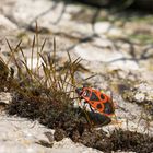 Feuerwanze auf der Wanderung