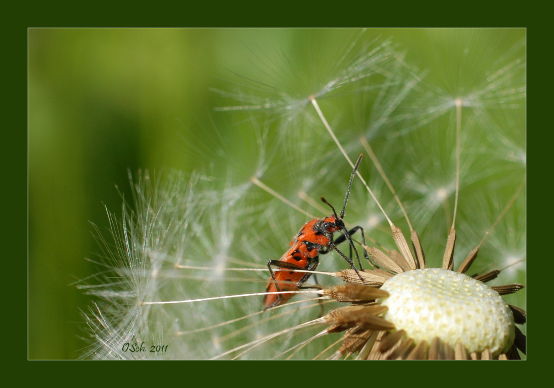 Feuerwanze auf Löwenzahn Korr.: Corizus hyoscyami auf Löwenzahn