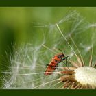 Feuerwanze auf Löwenzahn Korr.: Corizus hyoscyami auf Löwenzahn