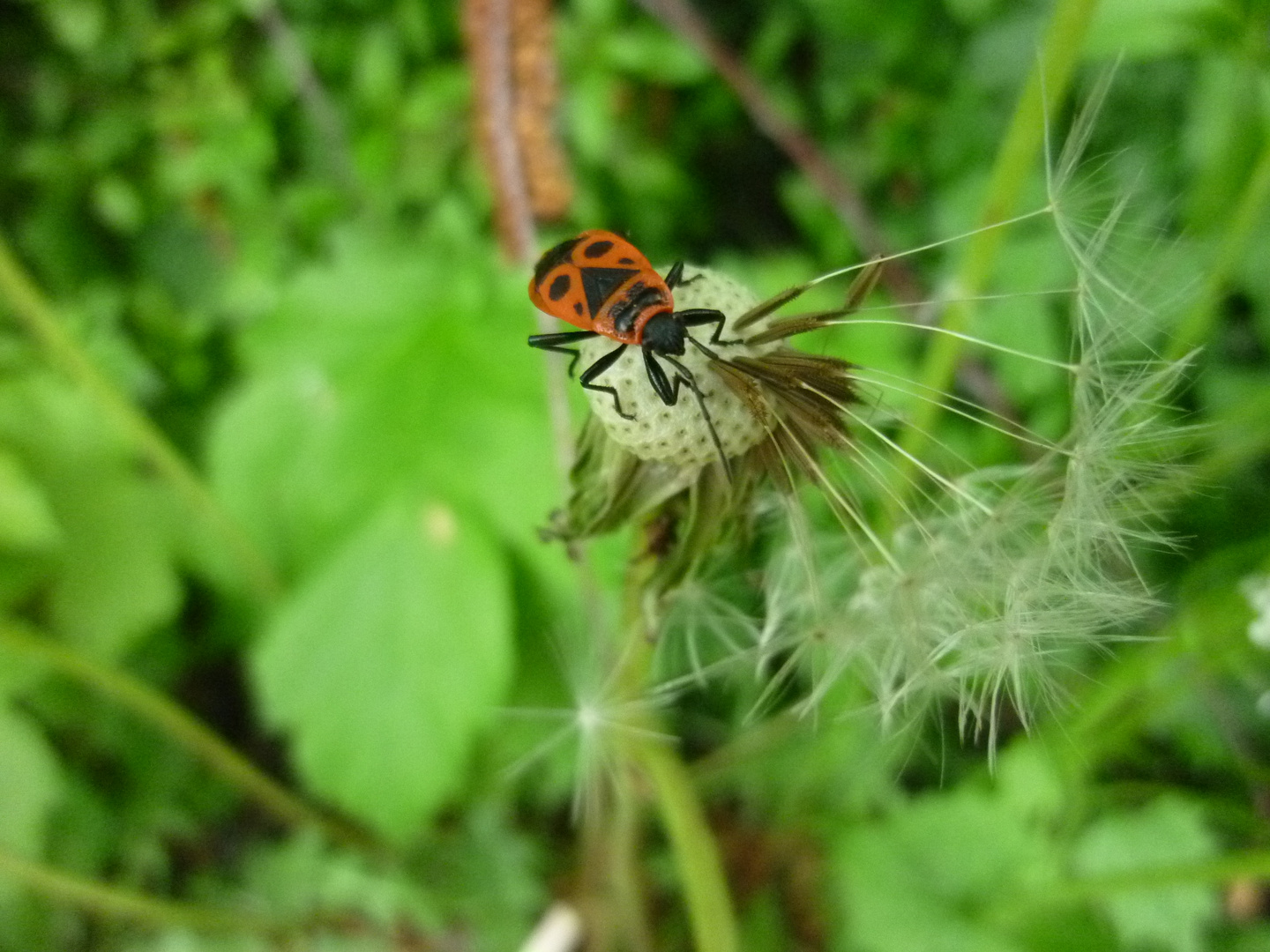 Feuerwanze auf Pusteblume