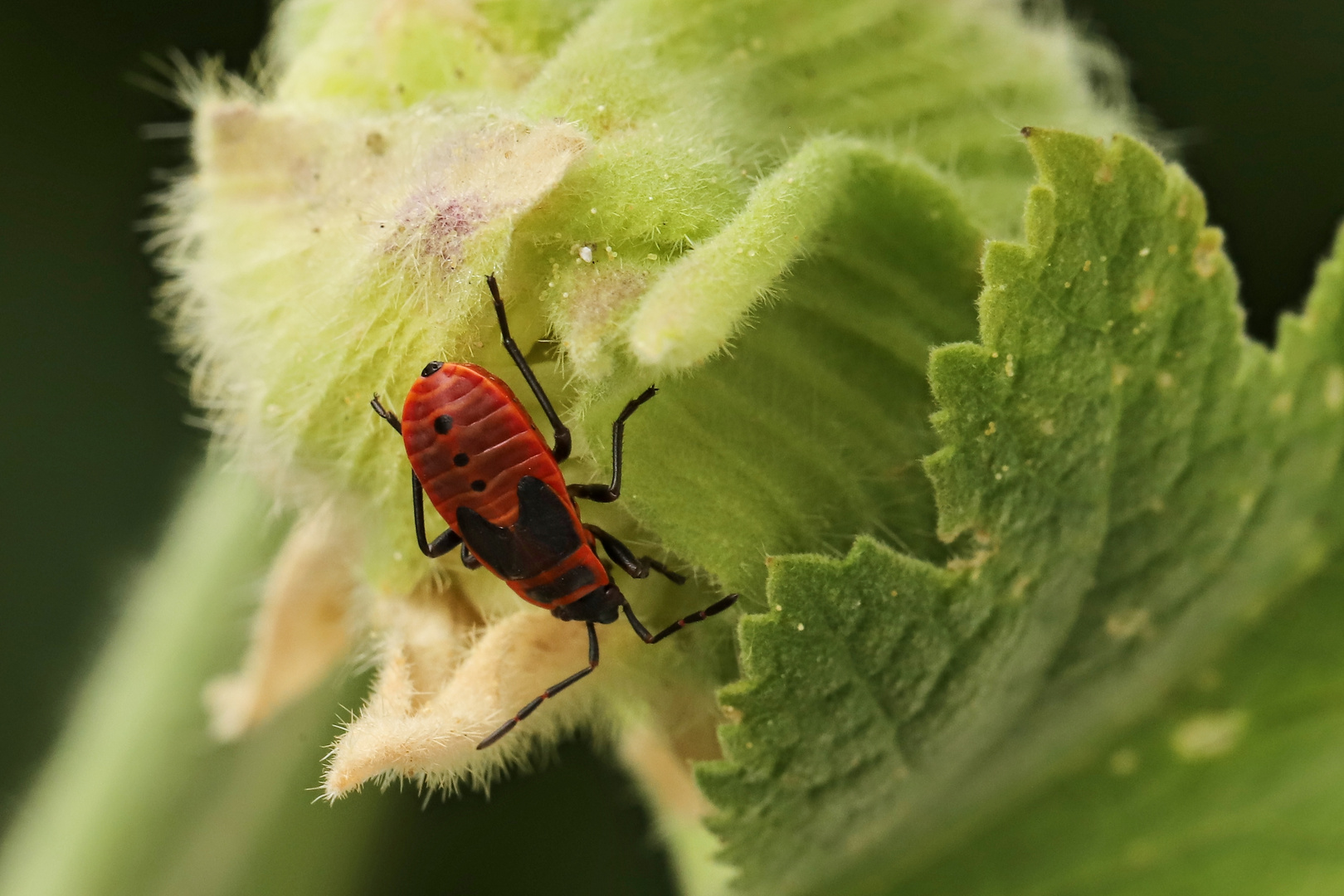 Feuerwanze auf Stockrose (2019_08_06_EOS 6D Mark II_5298_ji)