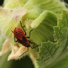 Feuerwanze auf Stockrose (2019_08_06_EOS 6D Mark II_5298_ji)