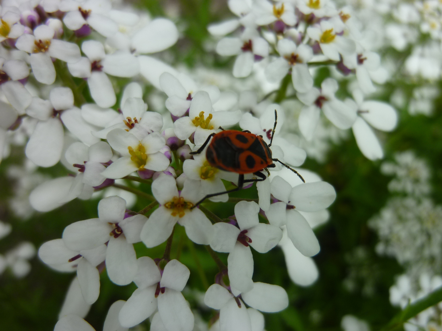 Feuerwanze auf weißen Blüten