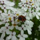 Feuerwanze auf weißen Blüten