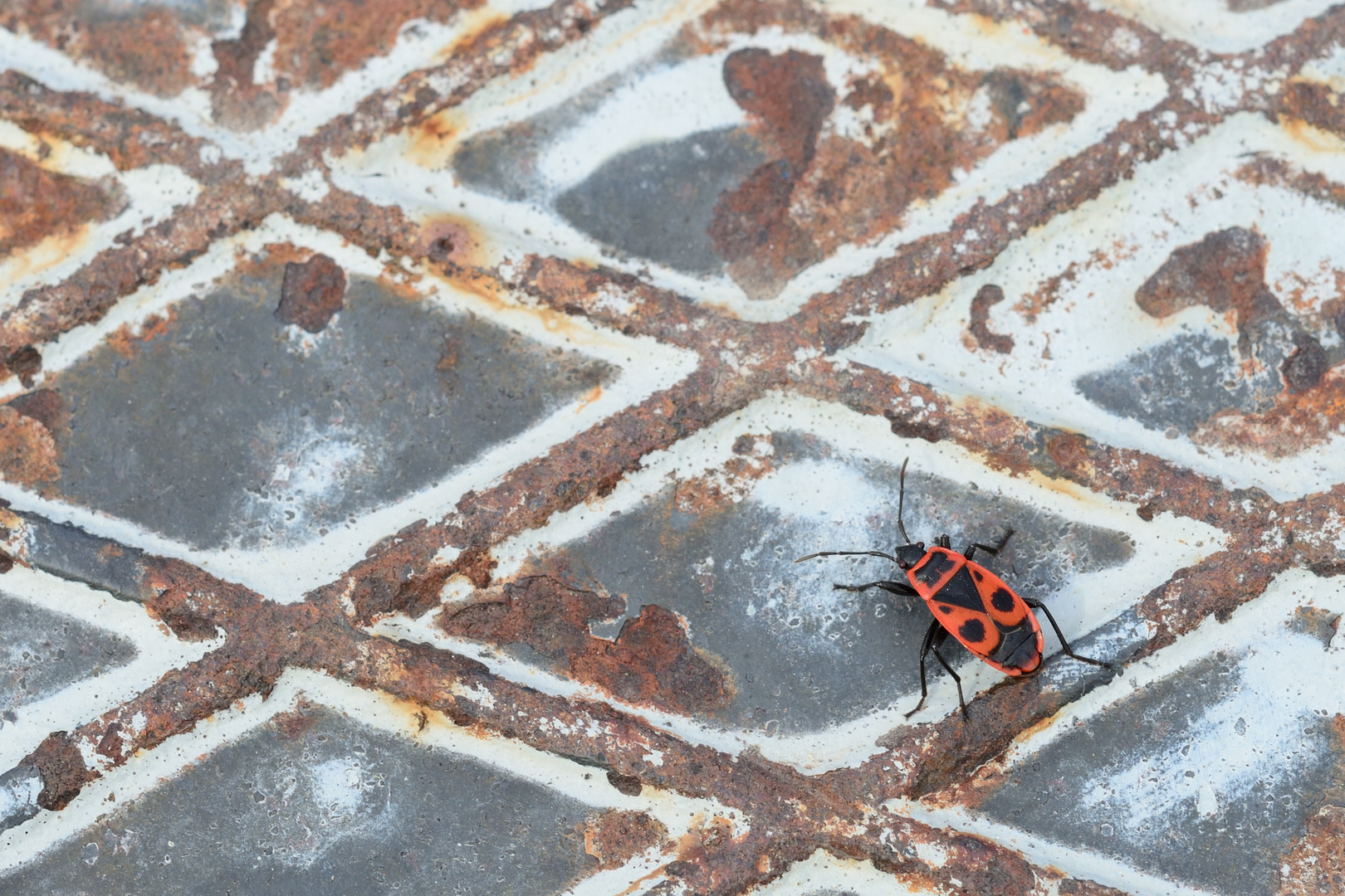 Feuerwanze die Gemeine (Pyrrhocoris apterus)