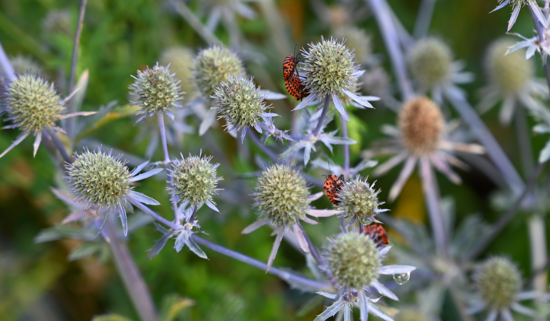 Feuerwanze Distel