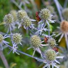 Feuerwanze Distel