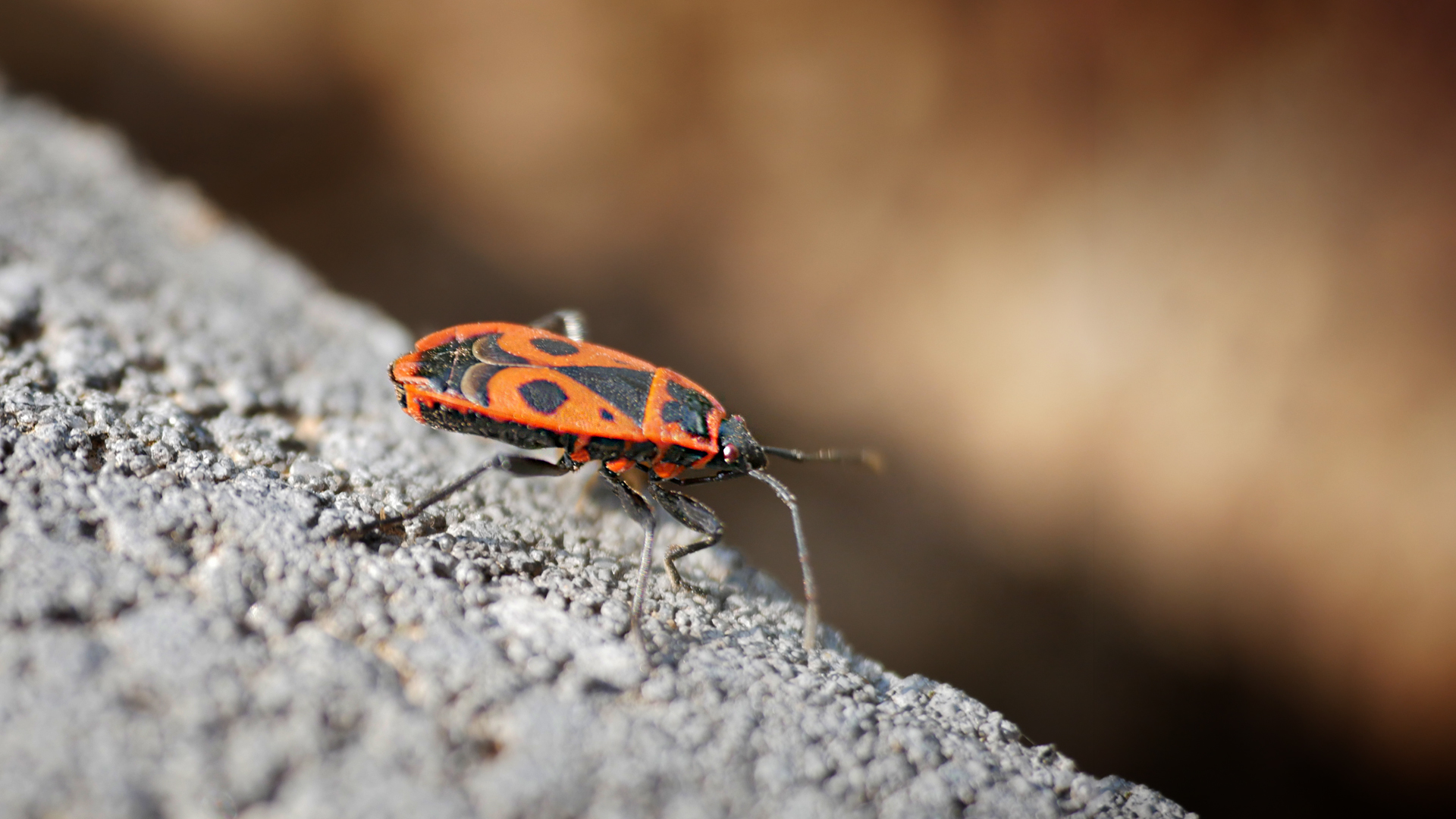Feuerwanze Foto & Bild tiere, wildlife, insekten Bilder auf