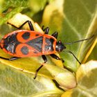 Feuerwanze im Garten