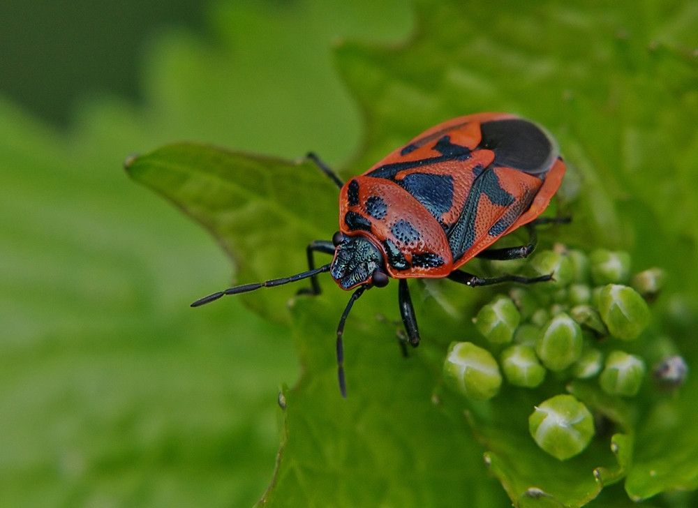 Feuerwanze? Nein, es handelt sich um Eurydema Ornata..