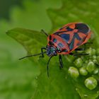 Feuerwanze? Nein, es handelt sich um Eurydema Ornata..