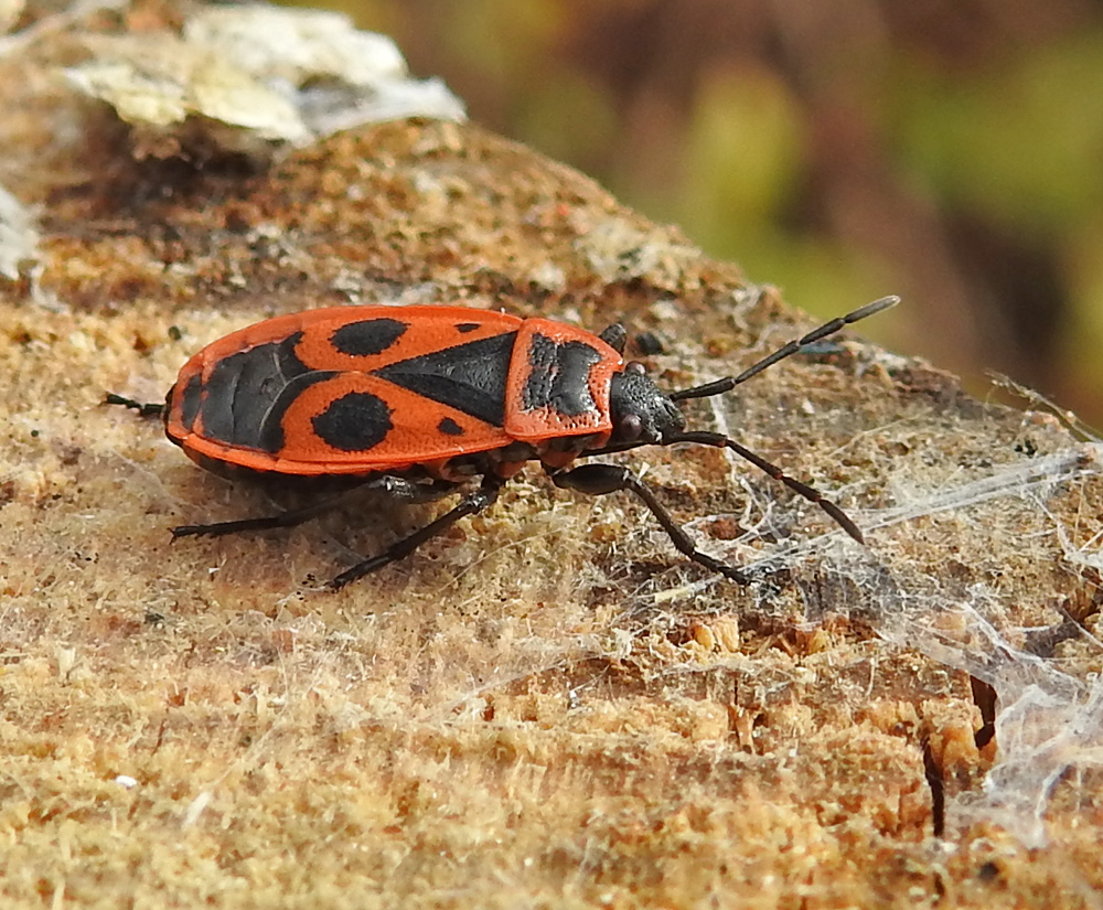 Feuerwanze ( Pyrrhcococis apterus)