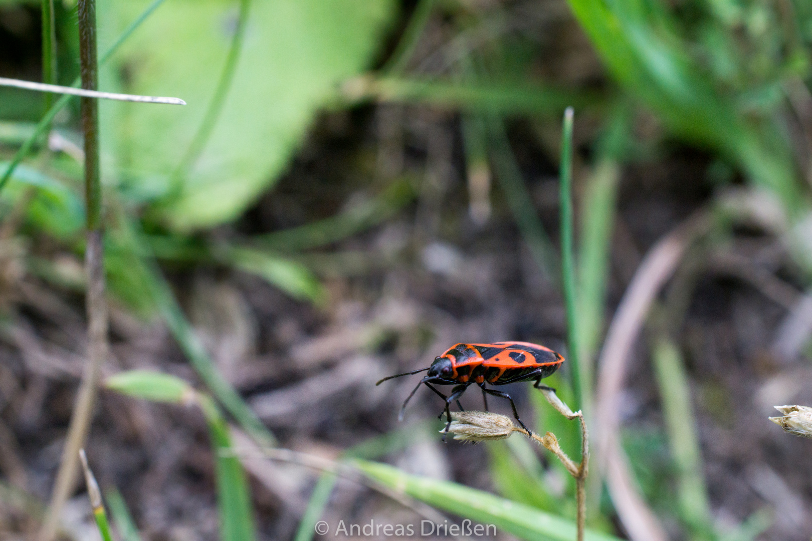 Feuerwanze (Pyrrhocoridae) 