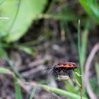 Feuerwanze (Pyrrhocoridae) 