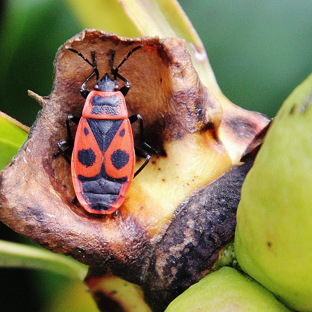 Feuerwanze (Pyrrhocoridae)