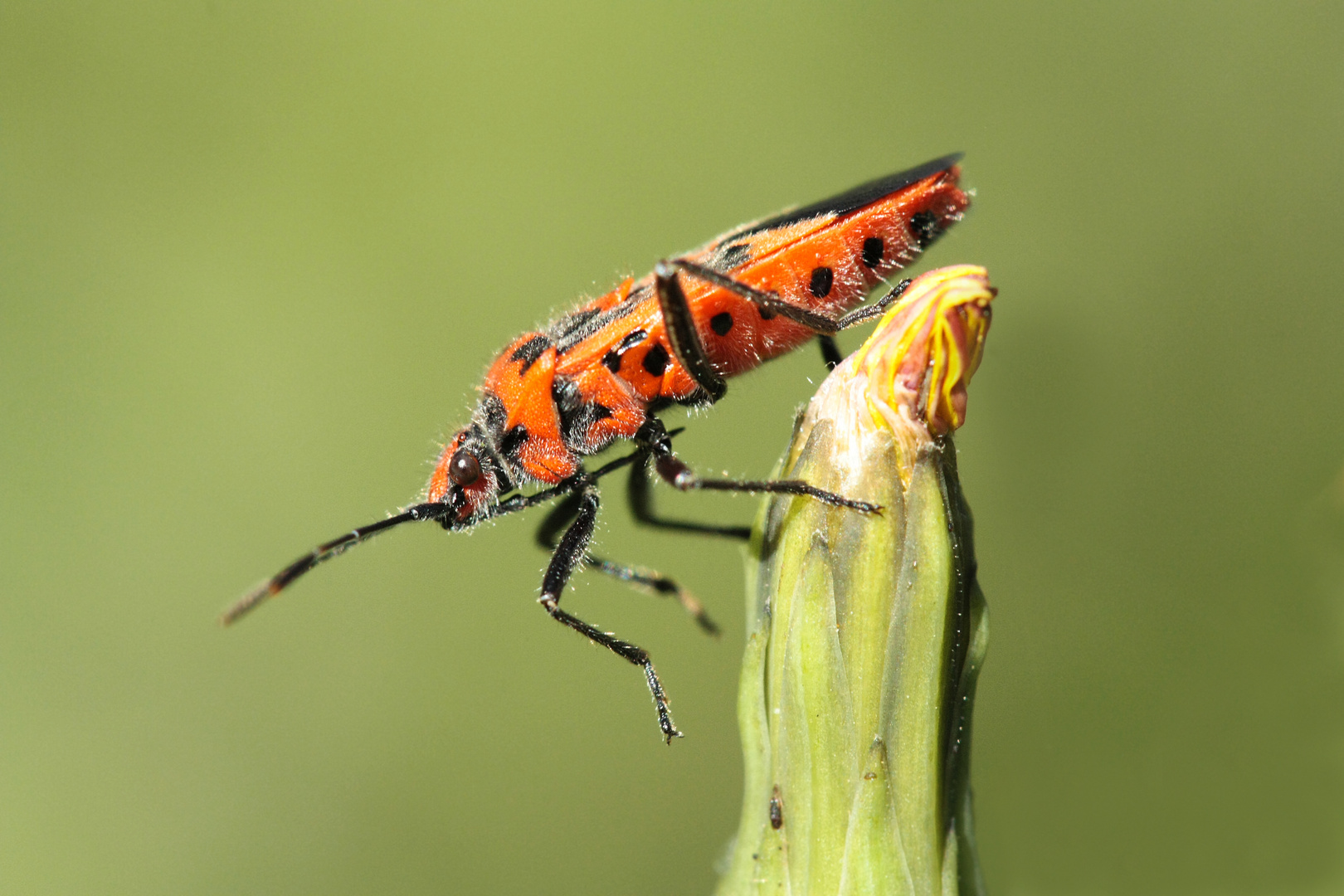 Feuerwanze (Pyrrhocoridae)