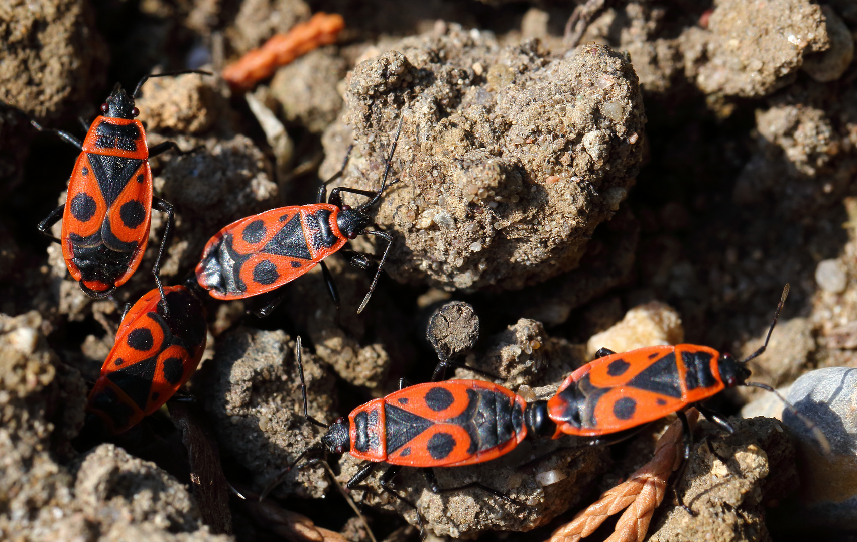 Feuerwanze (Pyrrhocoridae)