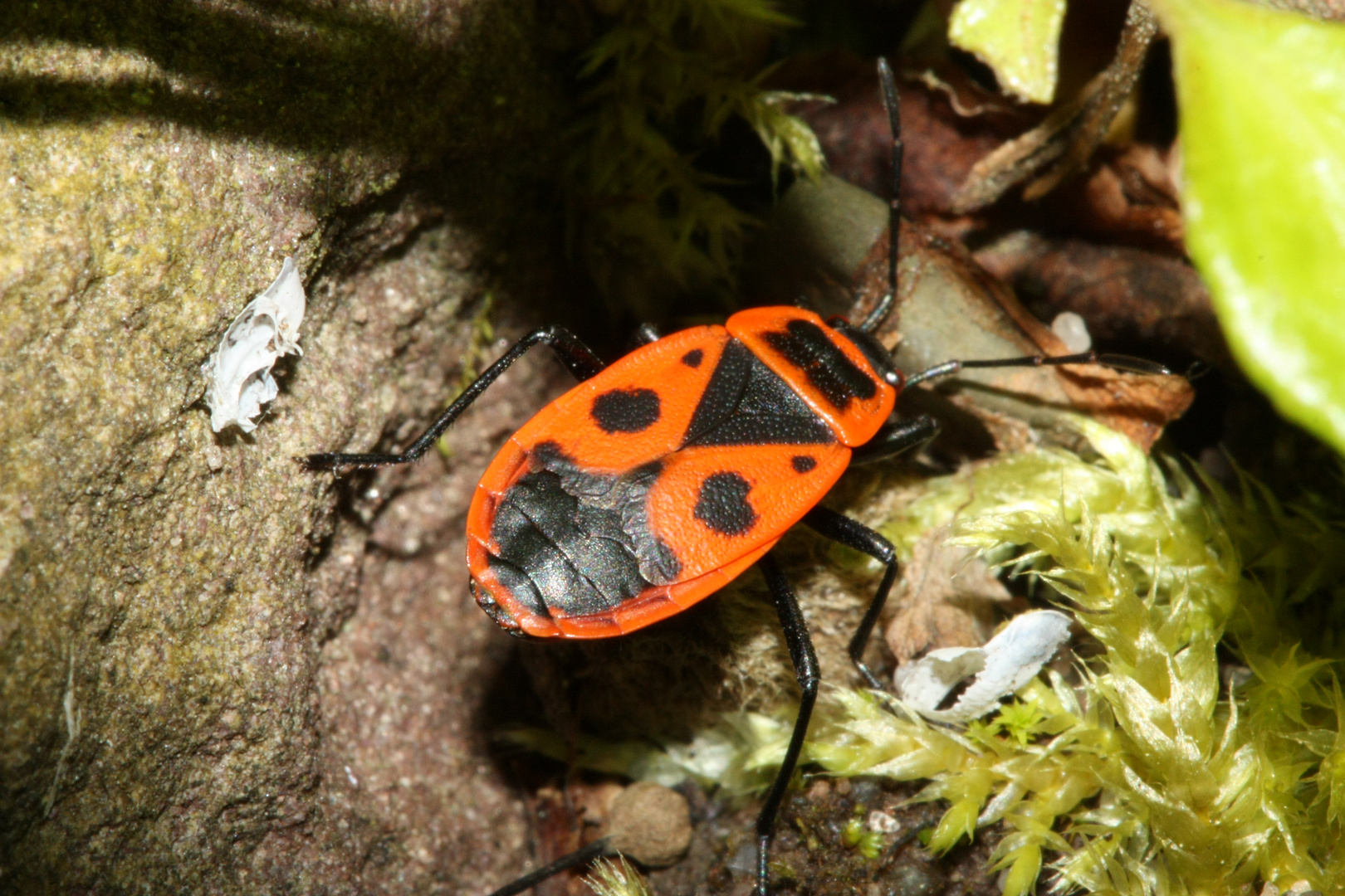 Feuerwanze (Pyrrhocoridae)