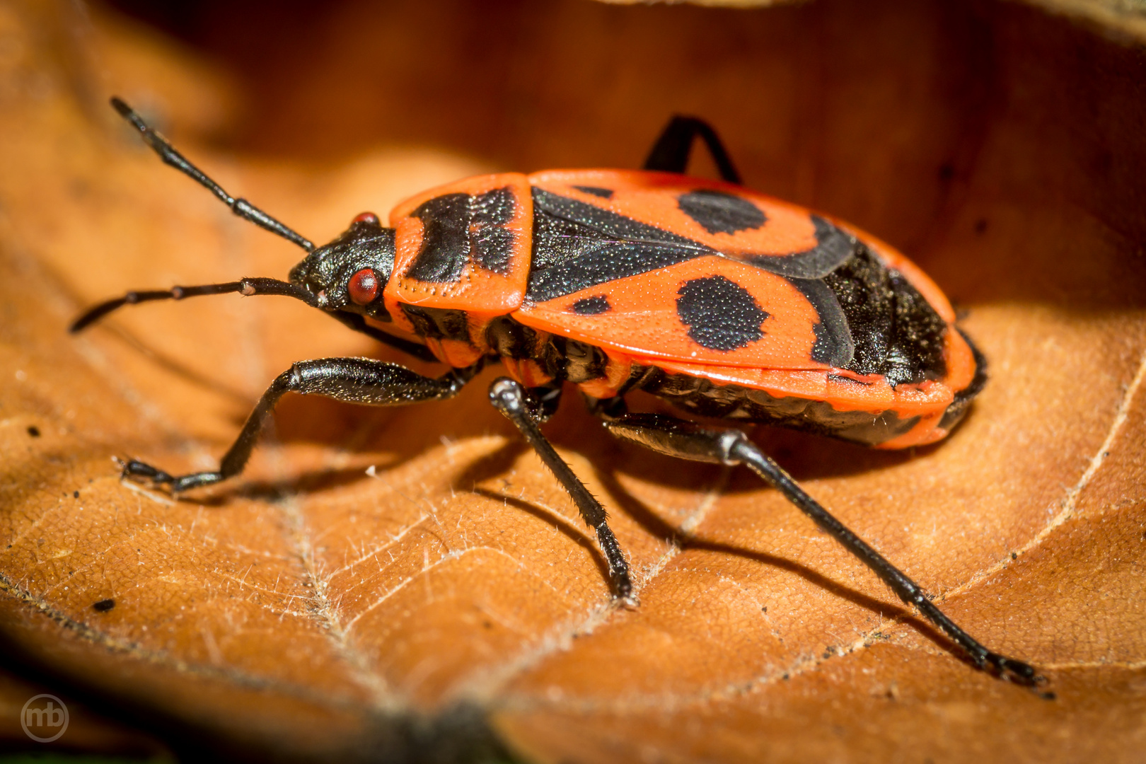 Feuerwanze (Pyrrhocoridae)