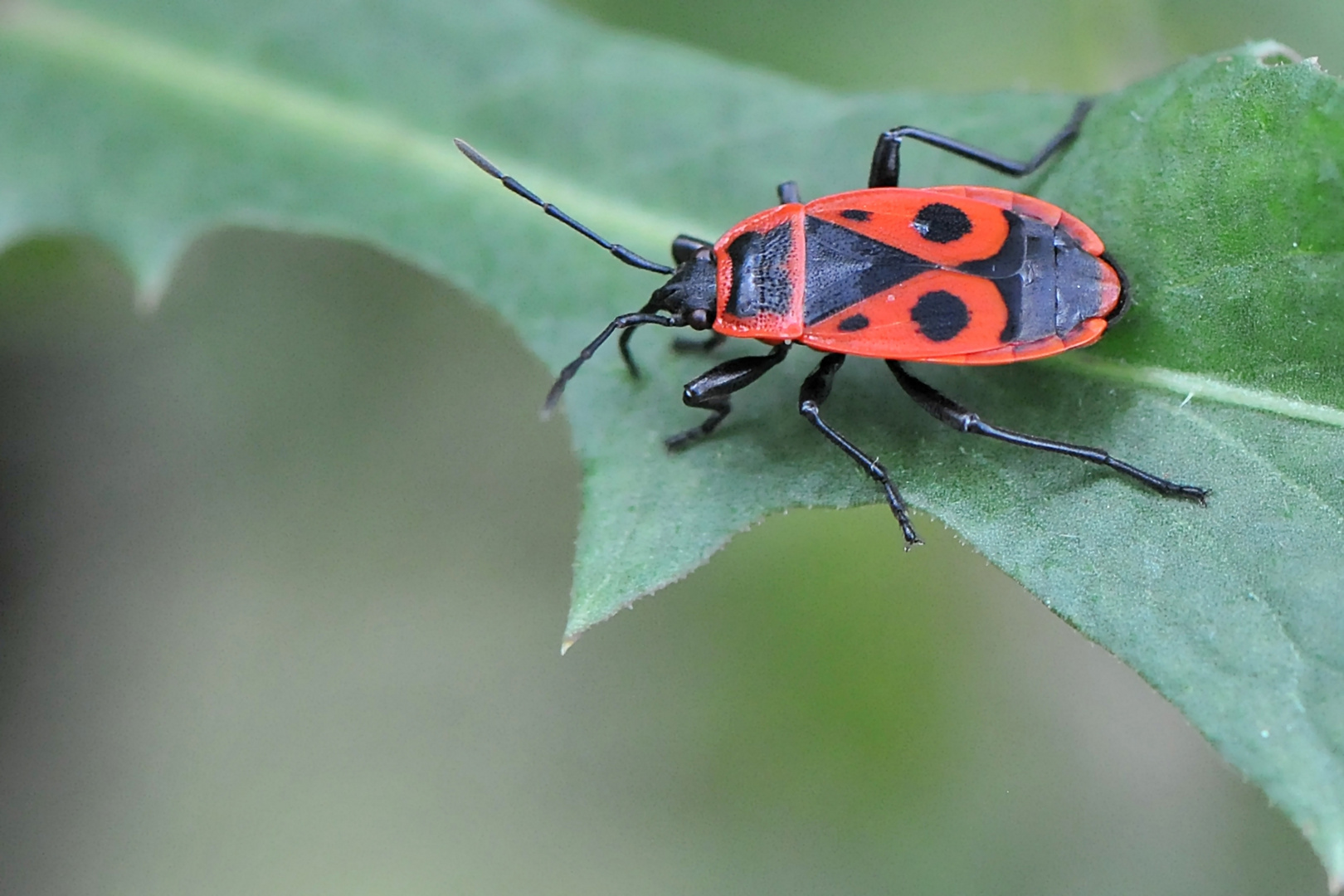 Feuerwanze (Pyrrhocoris apterus)