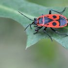 Feuerwanze (Pyrrhocoris apterus)