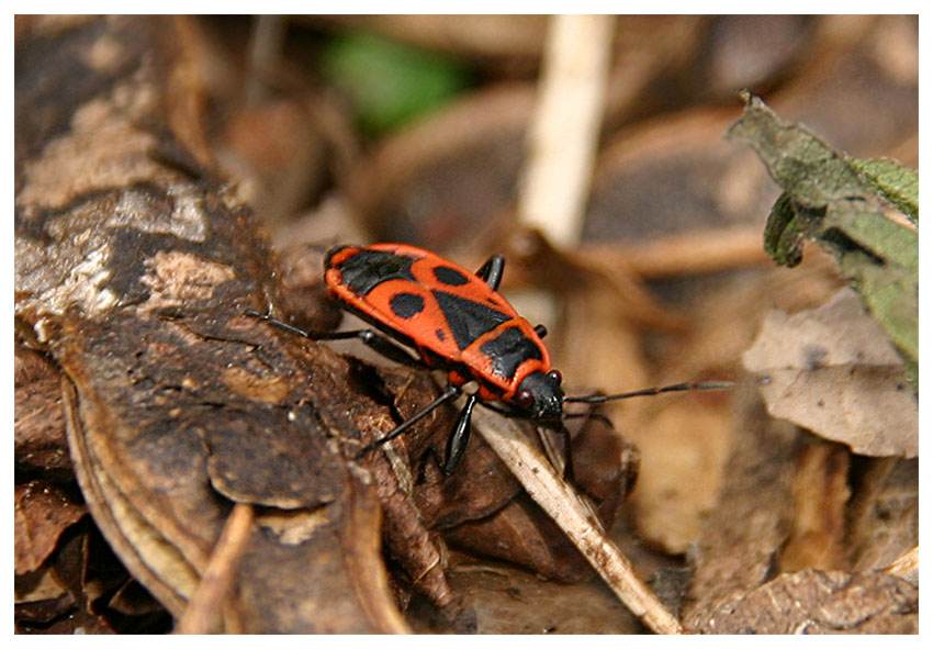 Feuerwanze - Pyrrhocoris apterus