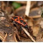 Feuerwanze - Pyrrhocoris apterus