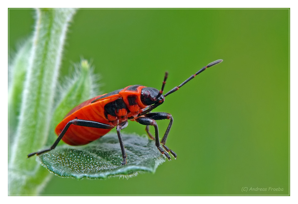 Feuerwanze (Pyrrhocoris apterus)