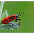 Feuerwanze (Pyrrhocoris apterus)