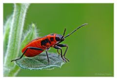 Feuerwanze (Pyrrhocoris apterus)