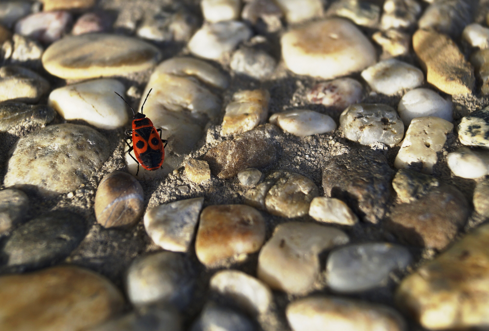 Feuerwanze   (Pyrrhocoris apterus )