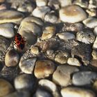 Feuerwanze   (Pyrrhocoris apterus )