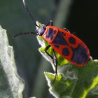 Feuerwanze (Pyrrhocoris apterus)