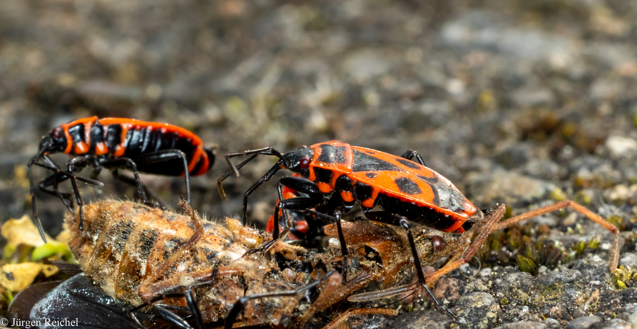 Feuerwanze (Pyrrhocoris apterus) 