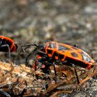 Feuerwanze (Pyrrhocoris apterus) 